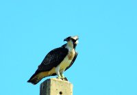 Águila pescadora